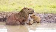 Capybara Facts Habitat The World s Largest Rodent Of South America Capybara Facts Habitat The World s Largest Rodent Of South America
